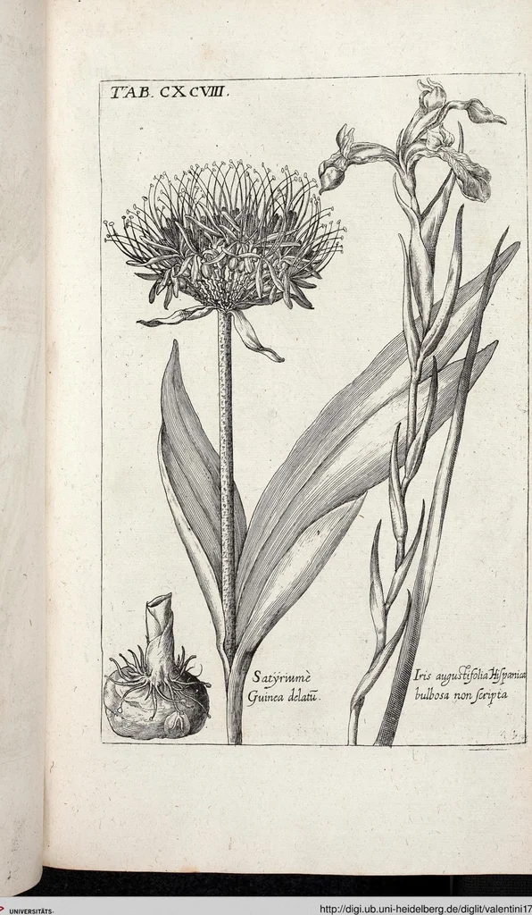 An illustration from Viridarium Reformatum, Seu Regnum Vegetabile, Das ist: Neu-eingerichtetes und Vollständiges Kräuter-Buch: Worinnen auff noch nicht geschehene Weise Derer Vegetabilien, als Kräutern, Sträuchen, Bäumen, Bluhmen und anderer Erd-Gewachsen Art, Krafft und Würckung dergestalt beschrieben werden, daß man dieses Werck statt einer Botanischen Bibliothec haben ... kan, 1719, leaf 834