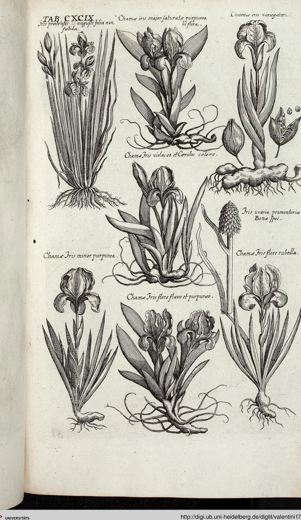 An illustration from Viridarium Reformatum, Seu Regnum Vegetabile, Das ist: Neu-eingerichtetes und Vollständiges Kräuter-Buch: Worinnen auff noch nicht geschehene Weise Derer Vegetabilien, als Kräutern, Sträuchen, Bäumen, Bluhmen und anderer Erd-Gewachsen Art, Krafft und Würckung dergestalt beschrieben werden, daß man dieses Werck statt einer Botanischen Bibliothec haben ... kan, 1719, leaf 835