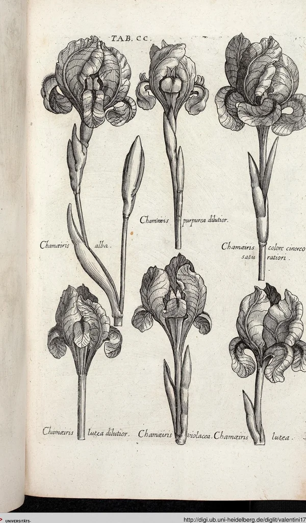 An illustration from Viridarium Reformatum, Seu Regnum Vegetabile, Das ist: Neu-eingerichtetes und Vollständiges Kräuter-Buch: Worinnen auff noch nicht geschehene Weise Derer Vegetabilien, als Kräutern, Sträuchen, Bäumen, Bluhmen und anderer Erd-Gewachsen Art, Krafft und Würckung dergestalt beschrieben werden, daß man dieses Werck statt einer Botanischen Bibliothec haben ... kan, 1719, leaf 836