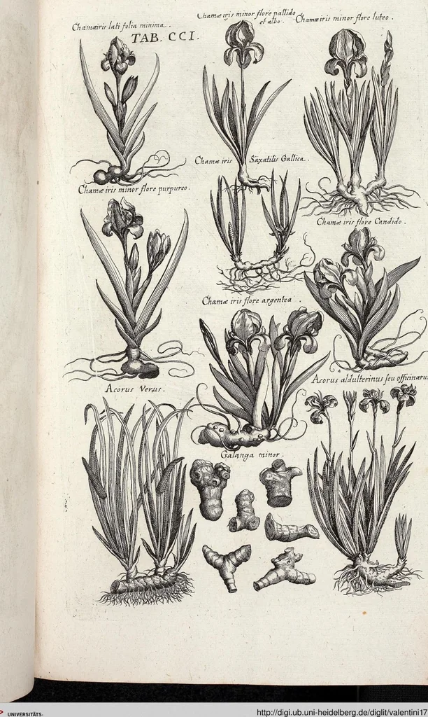 An illustration from Viridarium Reformatum, Seu Regnum Vegetabile, Das ist: Neu-eingerichtetes und Vollständiges Kräuter-Buch: Worinnen auff noch nicht geschehene Weise Derer Vegetabilien, als Kräutern, Sträuchen, Bäumen, Bluhmen und anderer Erd-Gewachsen Art, Krafft und Würckung dergestalt beschrieben werden, daß man dieses Werck statt einer Botanischen Bibliothec haben ... kan, 1719, leaf 837