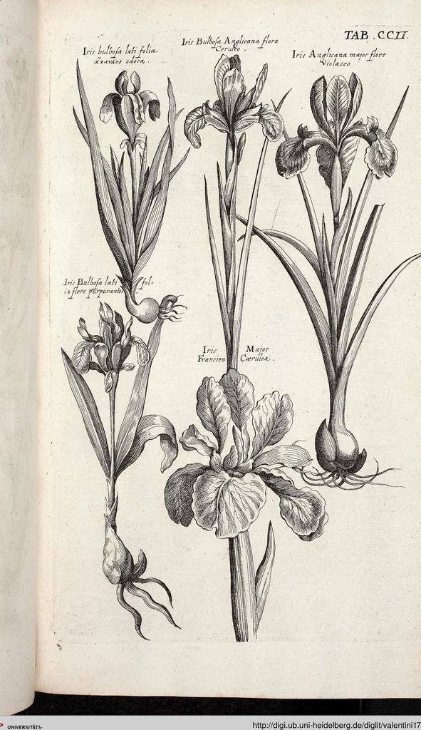 An illustration from Viridarium Reformatum, Seu Regnum Vegetabile, Das ist: Neu-eingerichtetes und Vollständiges Kräuter-Buch: Worinnen auff noch nicht geschehene Weise Derer Vegetabilien, als Kräutern, Sträuchen, Bäumen, Bluhmen und anderer Erd-Gewachsen Art, Krafft und Würckung dergestalt beschrieben werden, daß man dieses Werck statt einer Botanischen Bibliothec haben ... kan, 1719, leaf 838