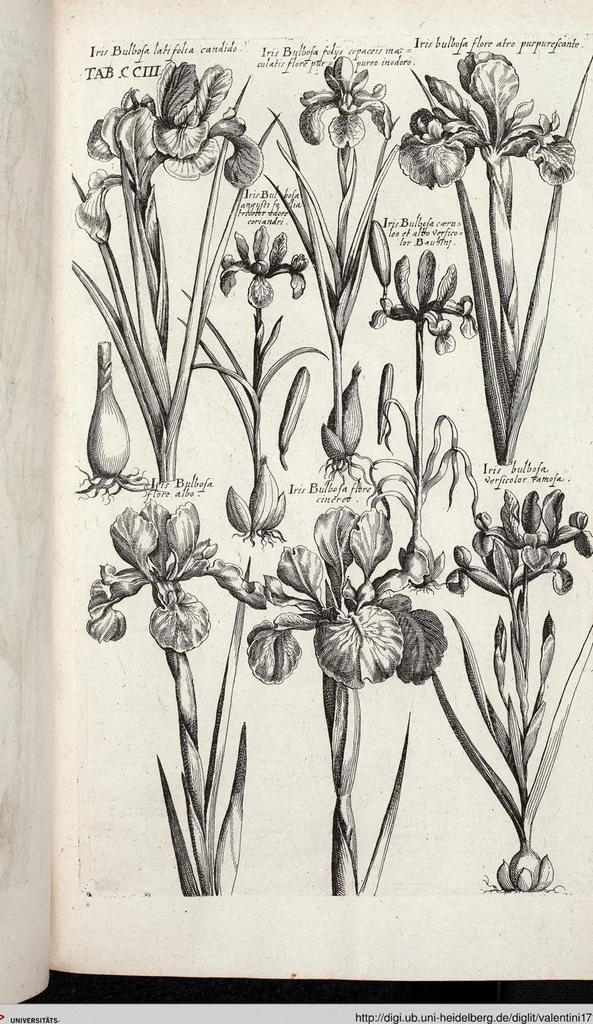 An illustration from Viridarium Reformatum, Seu Regnum Vegetabile, Das ist: Neu-eingerichtetes und Vollständiges Kräuter-Buch: Worinnen auff noch nicht geschehene Weise Derer Vegetabilien, als Kräutern, Sträuchen, Bäumen, Bluhmen und anderer Erd-Gewachsen Art, Krafft und Würckung dergestalt beschrieben werden, daß man dieses Werck statt einer Botanischen Bibliothec haben ... kan, 1719, leaf 839
