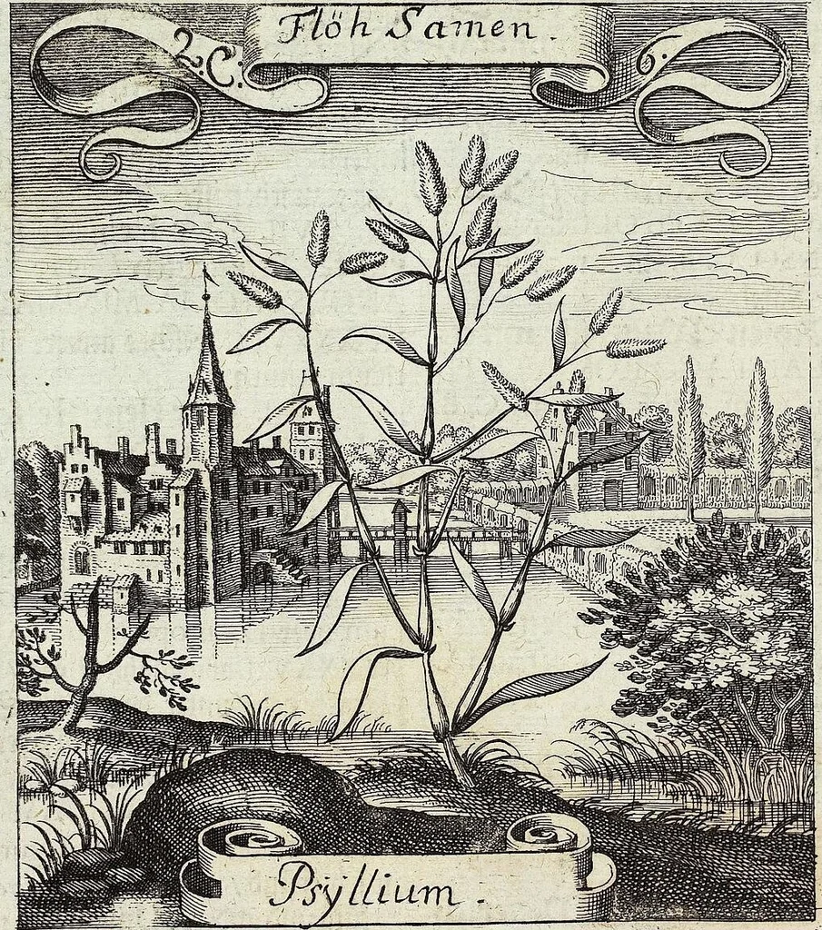 An illustration from Viridarium Reformatum, Seu Regnum Vegetabile, Das ist: Neu-eingerichtetes und Vollständiges Kräuter-Buch: Worinnen auff noch nicht geschehene Weise Derer Vegetabilien, als Kräutern, Sträuchen, Bäumen, Bluhmen und anderer Erd-Gewachsen Art, Krafft und Würckung dergestalt beschrieben werden, daß man dieses Werck statt einer Botanischen Bibliothec haben ... kan, 1719, leaf 84