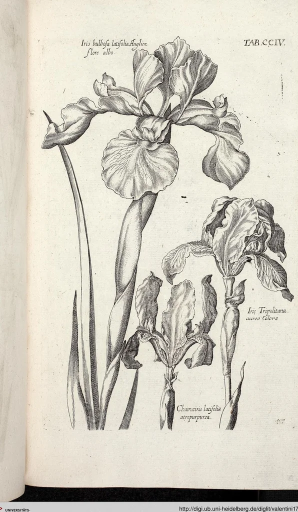 An illustration from Viridarium Reformatum, Seu Regnum Vegetabile, Das ist: Neu-eingerichtetes und Vollständiges Kräuter-Buch: Worinnen auff noch nicht geschehene Weise Derer Vegetabilien, als Kräutern, Sträuchen, Bäumen, Bluhmen und anderer Erd-Gewachsen Art, Krafft und Würckung dergestalt beschrieben werden, daß man dieses Werck statt einer Botanischen Bibliothec haben ... kan, 1719, leaf 840