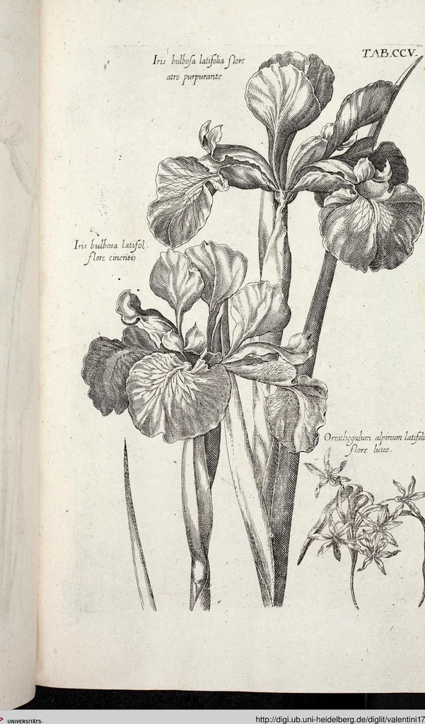An illustration from Viridarium Reformatum, Seu Regnum Vegetabile, Das ist: Neu-eingerichtetes und Vollständiges Kräuter-Buch: Worinnen auff noch nicht geschehene Weise Derer Vegetabilien, als Kräutern, Sträuchen, Bäumen, Bluhmen und anderer Erd-Gewachsen Art, Krafft und Würckung dergestalt beschrieben werden, daß man dieses Werck statt einer Botanischen Bibliothec haben ... kan, 1719, leaf 841