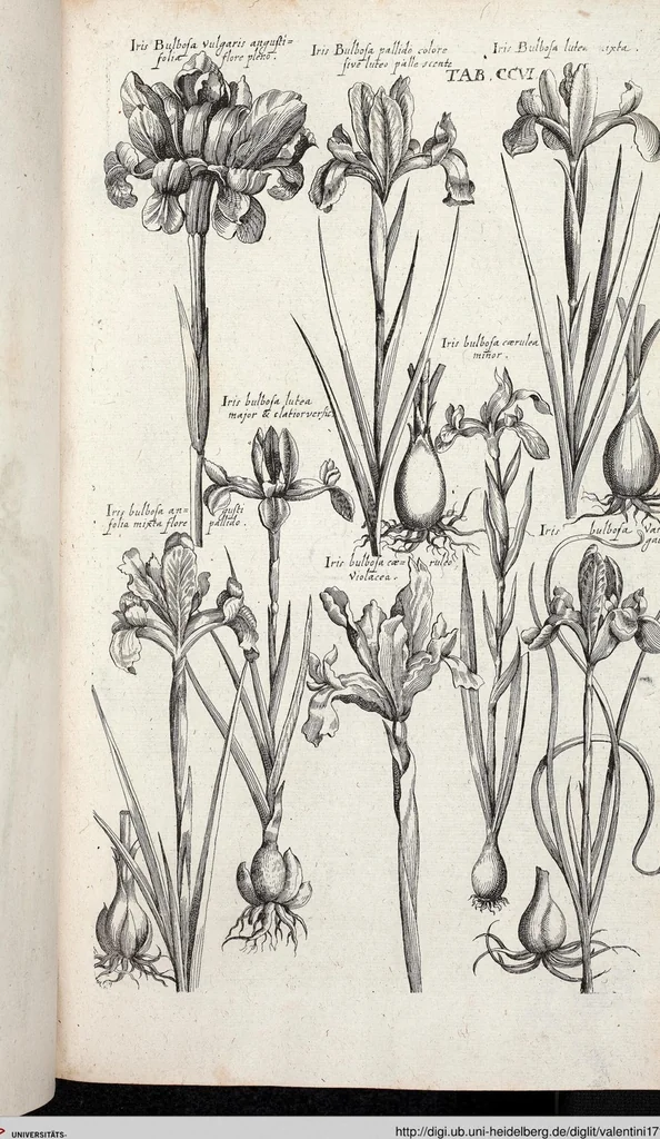 An illustration from Viridarium Reformatum, Seu Regnum Vegetabile, Das ist: Neu-eingerichtetes und Vollständiges Kräuter-Buch: Worinnen auff noch nicht geschehene Weise Derer Vegetabilien, als Kräutern, Sträuchen, Bäumen, Bluhmen und anderer Erd-Gewachsen Art, Krafft und Würckung dergestalt beschrieben werden, daß man dieses Werck statt einer Botanischen Bibliothec haben ... kan, 1719, leaf 842