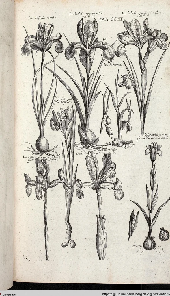 An illustration from Viridarium Reformatum, Seu Regnum Vegetabile, Das ist: Neu-eingerichtetes und Vollständiges Kräuter-Buch: Worinnen auff noch nicht geschehene Weise Derer Vegetabilien, als Kräutern, Sträuchen, Bäumen, Bluhmen und anderer Erd-Gewachsen Art, Krafft und Würckung dergestalt beschrieben werden, daß man dieses Werck statt einer Botanischen Bibliothec haben ... kan, 1719, leaf 843