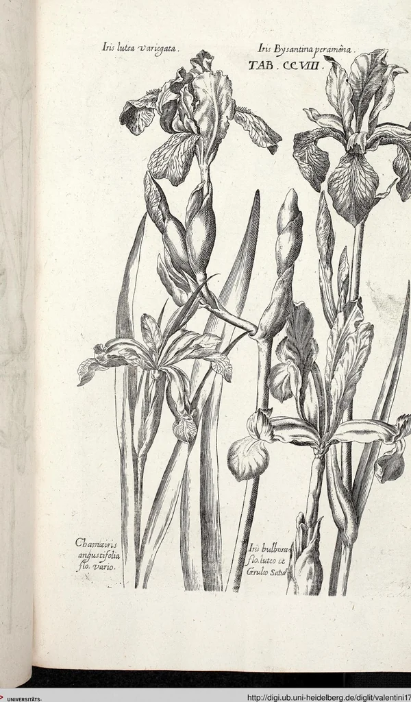 An illustration from Viridarium Reformatum, Seu Regnum Vegetabile, Das ist: Neu-eingerichtetes und Vollständiges Kräuter-Buch: Worinnen auff noch nicht geschehene Weise Derer Vegetabilien, als Kräutern, Sträuchen, Bäumen, Bluhmen und anderer Erd-Gewachsen Art, Krafft und Würckung dergestalt beschrieben werden, daß man dieses Werck statt einer Botanischen Bibliothec haben ... kan, 1719, leaf 844