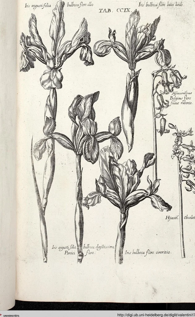 An illustration from Viridarium Reformatum, Seu Regnum Vegetabile, Das ist: Neu-eingerichtetes und Vollständiges Kräuter-Buch: Worinnen auff noch nicht geschehene Weise Derer Vegetabilien, als Kräutern, Sträuchen, Bäumen, Bluhmen und anderer Erd-Gewachsen Art, Krafft und Würckung dergestalt beschrieben werden, daß man dieses Werck statt einer Botanischen Bibliothec haben ... kan, 1719, leaf 845