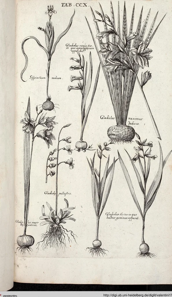 An illustration from Viridarium Reformatum, Seu Regnum Vegetabile, Das ist: Neu-eingerichtetes und Vollständiges Kräuter-Buch: Worinnen auff noch nicht geschehene Weise Derer Vegetabilien, als Kräutern, Sträuchen, Bäumen, Bluhmen und anderer Erd-Gewachsen Art, Krafft und Würckung dergestalt beschrieben werden, daß man dieses Werck statt einer Botanischen Bibliothec haben ... kan, 1719, leaf 846