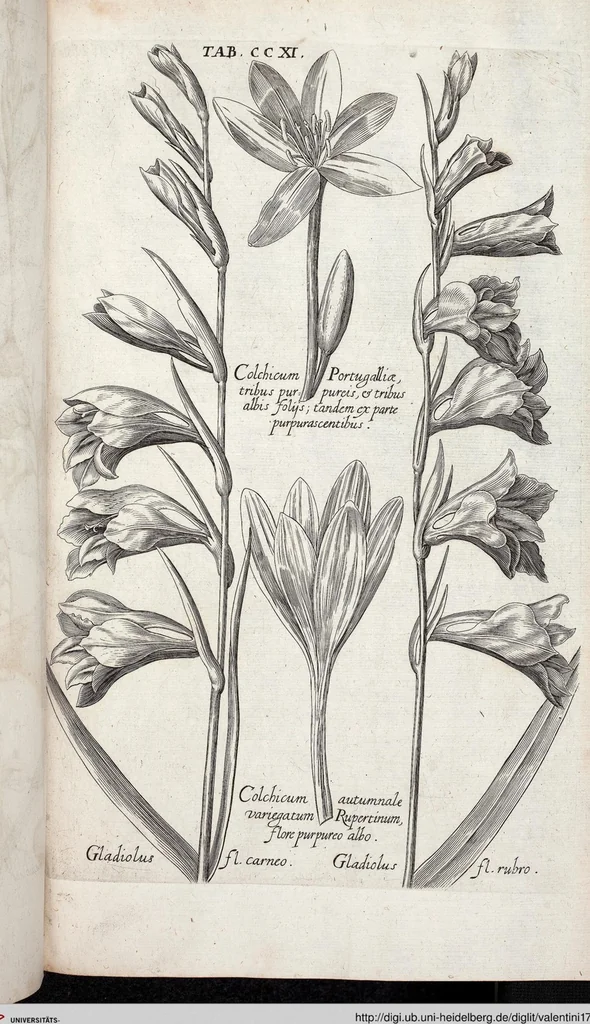 An illustration from Viridarium Reformatum, Seu Regnum Vegetabile, Das ist: Neu-eingerichtetes und Vollständiges Kräuter-Buch: Worinnen auff noch nicht geschehene Weise Derer Vegetabilien, als Kräutern, Sträuchen, Bäumen, Bluhmen und anderer Erd-Gewachsen Art, Krafft und Würckung dergestalt beschrieben werden, daß man dieses Werck statt einer Botanischen Bibliothec haben ... kan, 1719, leaf 847