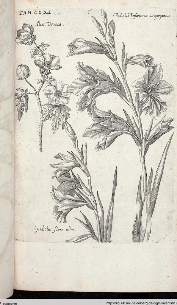 An illustration from Viridarium Reformatum, Seu Regnum Vegetabile, Das ist: Neu-eingerichtetes und Vollständiges Kräuter-Buch: Worinnen auff noch nicht geschehene Weise Derer Vegetabilien, als Kräutern, Sträuchen, Bäumen, Bluhmen und anderer Erd-Gewachsen Art, Krafft und Würckung dergestalt beschrieben werden, daß man dieses Werck statt einer Botanischen Bibliothec haben ... kan, 1719, leaf 848
