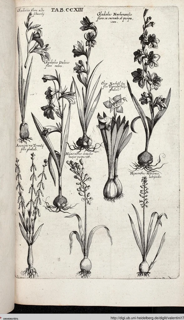 An illustration from Viridarium Reformatum, Seu Regnum Vegetabile, Das ist: Neu-eingerichtetes und Vollständiges Kräuter-Buch: Worinnen auff noch nicht geschehene Weise Derer Vegetabilien, als Kräutern, Sträuchen, Bäumen, Bluhmen und anderer Erd-Gewachsen Art, Krafft und Würckung dergestalt beschrieben werden, daß man dieses Werck statt einer Botanischen Bibliothec haben ... kan, 1719, leaf 849