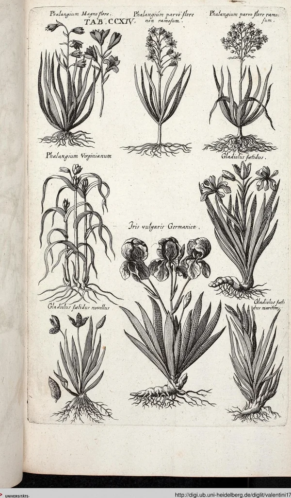 An illustration from Viridarium Reformatum, Seu Regnum Vegetabile, Das ist: Neu-eingerichtetes und Vollständiges Kräuter-Buch: Worinnen auff noch nicht geschehene Weise Derer Vegetabilien, als Kräutern, Sträuchen, Bäumen, Bluhmen und anderer Erd-Gewachsen Art, Krafft und Würckung dergestalt beschrieben werden, daß man dieses Werck statt einer Botanischen Bibliothec haben ... kan, 1719, leaf 850