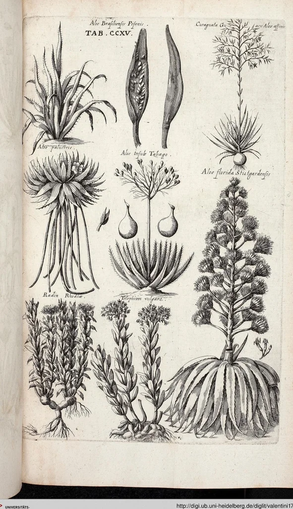An illustration from Viridarium Reformatum, Seu Regnum Vegetabile, Das ist: Neu-eingerichtetes und Vollständiges Kräuter-Buch: Worinnen auff noch nicht geschehene Weise Derer Vegetabilien, als Kräutern, Sträuchen, Bäumen, Bluhmen und anderer Erd-Gewachsen Art, Krafft und Würckung dergestalt beschrieben werden, daß man dieses Werck statt einer Botanischen Bibliothec haben ... kan, 1719, leaf 851