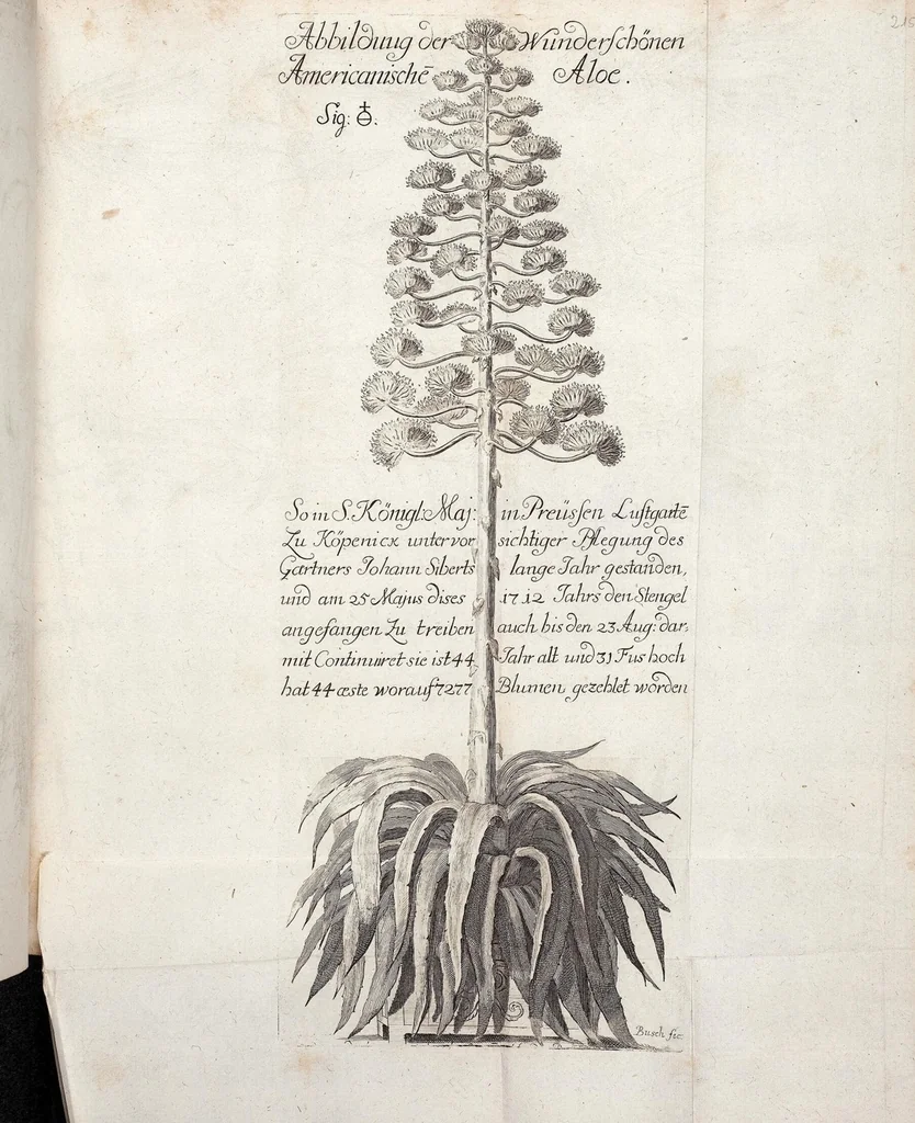 An illustration from Viridarium Reformatum, Seu Regnum Vegetabile, Das ist: Neu-eingerichtetes und Vollständiges Kräuter-Buch: Worinnen auff noch nicht geschehene Weise Derer Vegetabilien, als Kräutern, Sträuchen, Bäumen, Bluhmen und anderer Erd-Gewachsen Art, Krafft und Würckung dergestalt beschrieben werden, daß man dieses Werck statt einer Botanischen Bibliothec haben ... kan, 1719, leaf 852