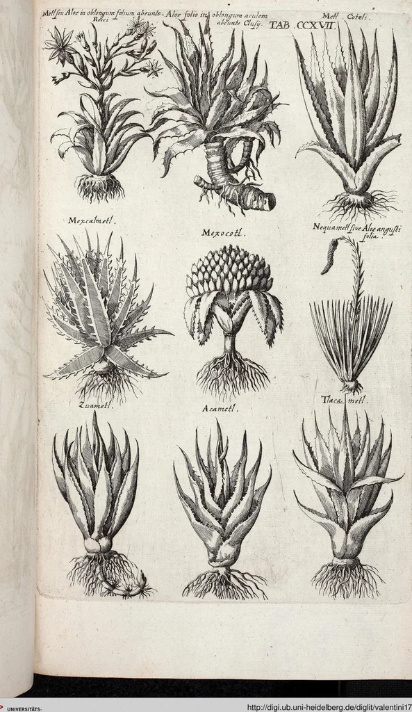 An illustration from Viridarium Reformatum, Seu Regnum Vegetabile, Das ist: Neu-eingerichtetes und Vollständiges Kräuter-Buch: Worinnen auff noch nicht geschehene Weise Derer Vegetabilien, als Kräutern, Sträuchen, Bäumen, Bluhmen und anderer Erd-Gewachsen Art, Krafft und Würckung dergestalt beschrieben werden, daß man dieses Werck statt einer Botanischen Bibliothec haben ... kan, 1719, leaf 854