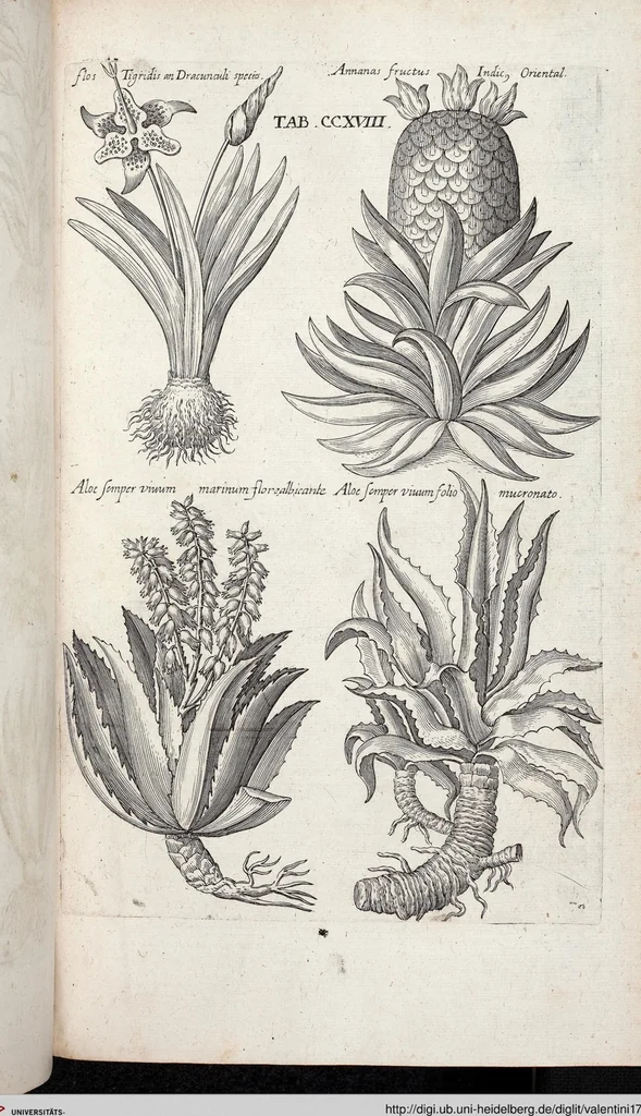 An illustration from Viridarium Reformatum, Seu Regnum Vegetabile, Das ist: Neu-eingerichtetes und Vollständiges Kräuter-Buch: Worinnen auff noch nicht geschehene Weise Derer Vegetabilien, als Kräutern, Sträuchen, Bäumen, Bluhmen und anderer Erd-Gewachsen Art, Krafft und Würckung dergestalt beschrieben werden, daß man dieses Werck statt einer Botanischen Bibliothec haben ... kan, 1719, leaf 855