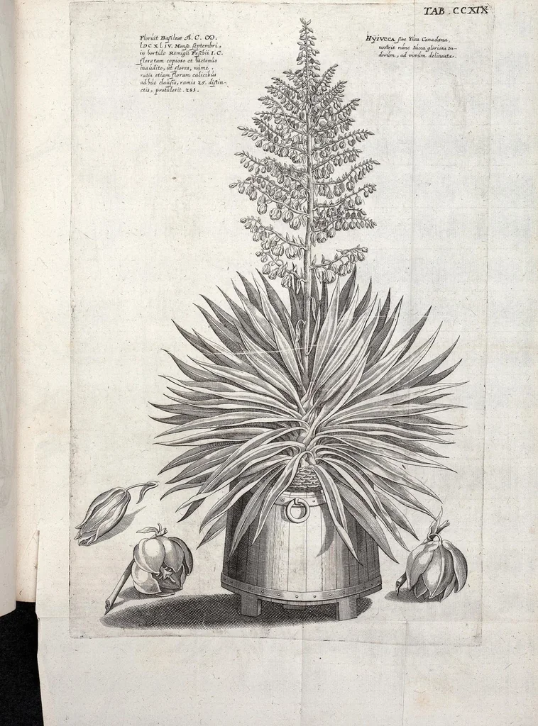 An illustration from Viridarium Reformatum, Seu Regnum Vegetabile, Das ist: Neu-eingerichtetes und Vollständiges Kräuter-Buch: Worinnen auff noch nicht geschehene Weise Derer Vegetabilien, als Kräutern, Sträuchen, Bäumen, Bluhmen und anderer Erd-Gewachsen Art, Krafft und Würckung dergestalt beschrieben werden, daß man dieses Werck statt einer Botanischen Bibliothec haben ... kan, 1719, leaf 856