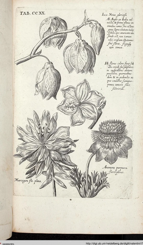 An illustration from Viridarium Reformatum, Seu Regnum Vegetabile, Das ist: Neu-eingerichtetes und Vollständiges Kräuter-Buch: Worinnen auff noch nicht geschehene Weise Derer Vegetabilien, als Kräutern, Sträuchen, Bäumen, Bluhmen und anderer Erd-Gewachsen Art, Krafft und Würckung dergestalt beschrieben werden, daß man dieses Werck statt einer Botanischen Bibliothec haben ... kan, 1719, leaf 857