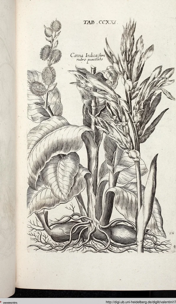 An illustration from Viridarium Reformatum, Seu Regnum Vegetabile, Das ist: Neu-eingerichtetes und Vollständiges Kräuter-Buch: Worinnen auff noch nicht geschehene Weise Derer Vegetabilien, als Kräutern, Sträuchen, Bäumen, Bluhmen und anderer Erd-Gewachsen Art, Krafft und Würckung dergestalt beschrieben werden, daß man dieses Werck statt einer Botanischen Bibliothec haben ... kan, 1719, leaf 858