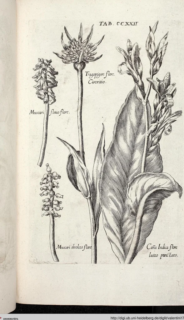 An illustration from Viridarium Reformatum, Seu Regnum Vegetabile, Das ist: Neu-eingerichtetes und Vollständiges Kräuter-Buch: Worinnen auff noch nicht geschehene Weise Derer Vegetabilien, als Kräutern, Sträuchen, Bäumen, Bluhmen und anderer Erd-Gewachsen Art, Krafft und Würckung dergestalt beschrieben werden, daß man dieses Werck statt einer Botanischen Bibliothec haben ... kan, 1719, leaf 859
