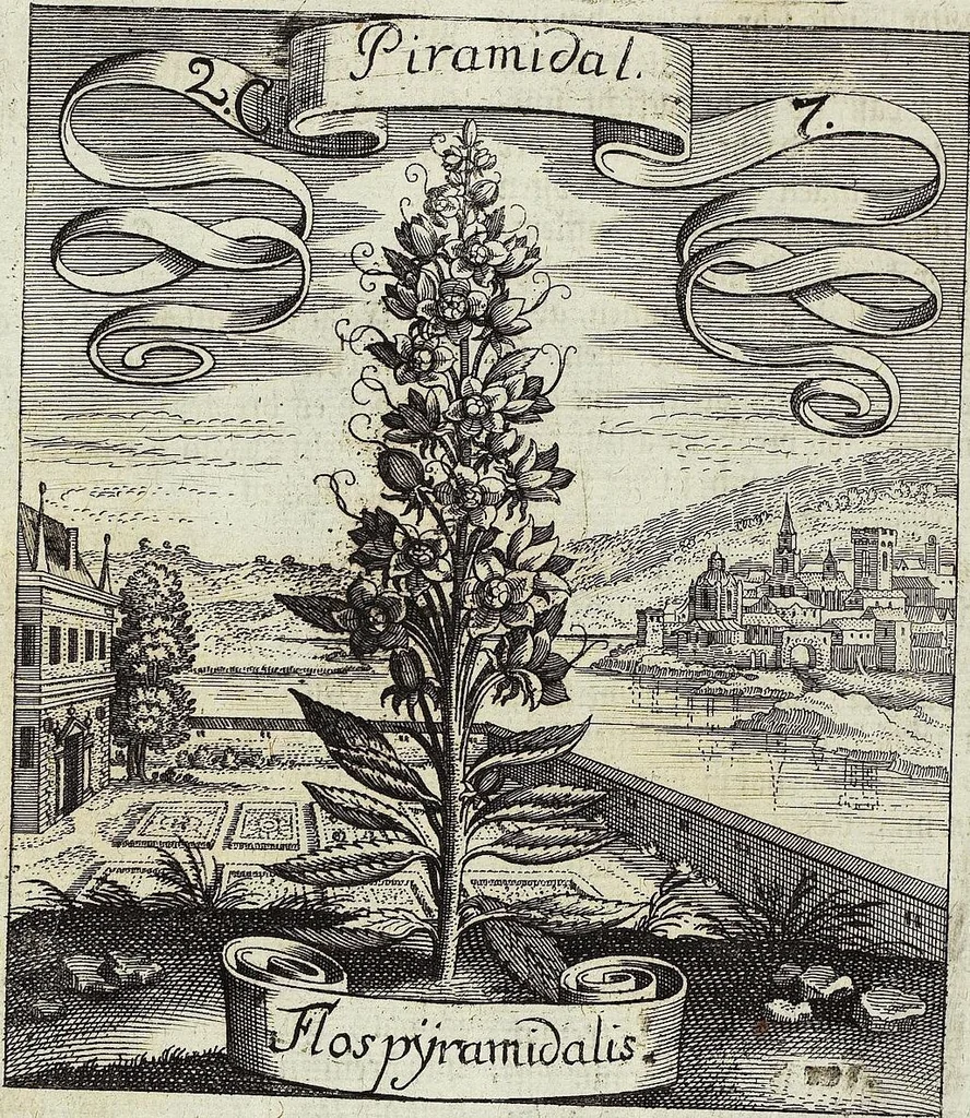 An illustration from Viridarium Reformatum, Seu Regnum Vegetabile, Das ist: Neu-eingerichtetes und Vollständiges Kräuter-Buch: Worinnen auff noch nicht geschehene Weise Derer Vegetabilien, als Kräutern, Sträuchen, Bäumen, Bluhmen und anderer Erd-Gewachsen Art, Krafft und Würckung dergestalt beschrieben werden, daß man dieses Werck statt einer Botanischen Bibliothec haben ... kan, 1719, leaf 86