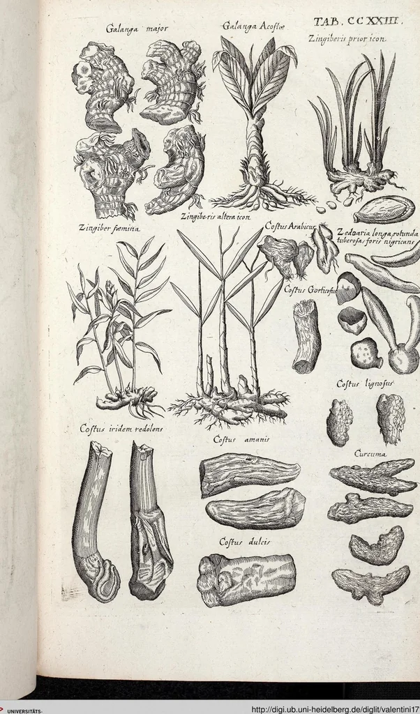 An illustration from Viridarium Reformatum, Seu Regnum Vegetabile, Das ist: Neu-eingerichtetes und Vollständiges Kräuter-Buch: Worinnen auff noch nicht geschehene Weise Derer Vegetabilien, als Kräutern, Sträuchen, Bäumen, Bluhmen und anderer Erd-Gewachsen Art, Krafft und Würckung dergestalt beschrieben werden, daß man dieses Werck statt einer Botanischen Bibliothec haben ... kan, 1719, leaf 860