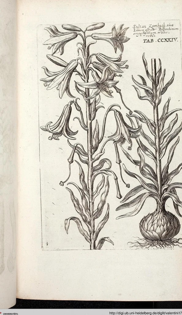 An illustration from Viridarium Reformatum, Seu Regnum Vegetabile, Das ist: Neu-eingerichtetes und Vollständiges Kräuter-Buch: Worinnen auff noch nicht geschehene Weise Derer Vegetabilien, als Kräutern, Sträuchen, Bäumen, Bluhmen und anderer Erd-Gewachsen Art, Krafft und Würckung dergestalt beschrieben werden, daß man dieses Werck statt einer Botanischen Bibliothec haben ... kan, 1719, leaf 861