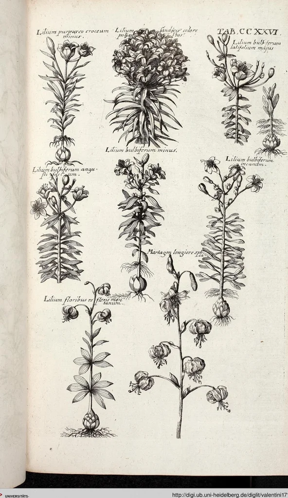 An illustration from Viridarium Reformatum, Seu Regnum Vegetabile, Das ist: Neu-eingerichtetes und Vollständiges Kräuter-Buch: Worinnen auff noch nicht geschehene Weise Derer Vegetabilien, als Kräutern, Sträuchen, Bäumen, Bluhmen und anderer Erd-Gewachsen Art, Krafft und Würckung dergestalt beschrieben werden, daß man dieses Werck statt einer Botanischen Bibliothec haben ... kan, 1719, leaf 863