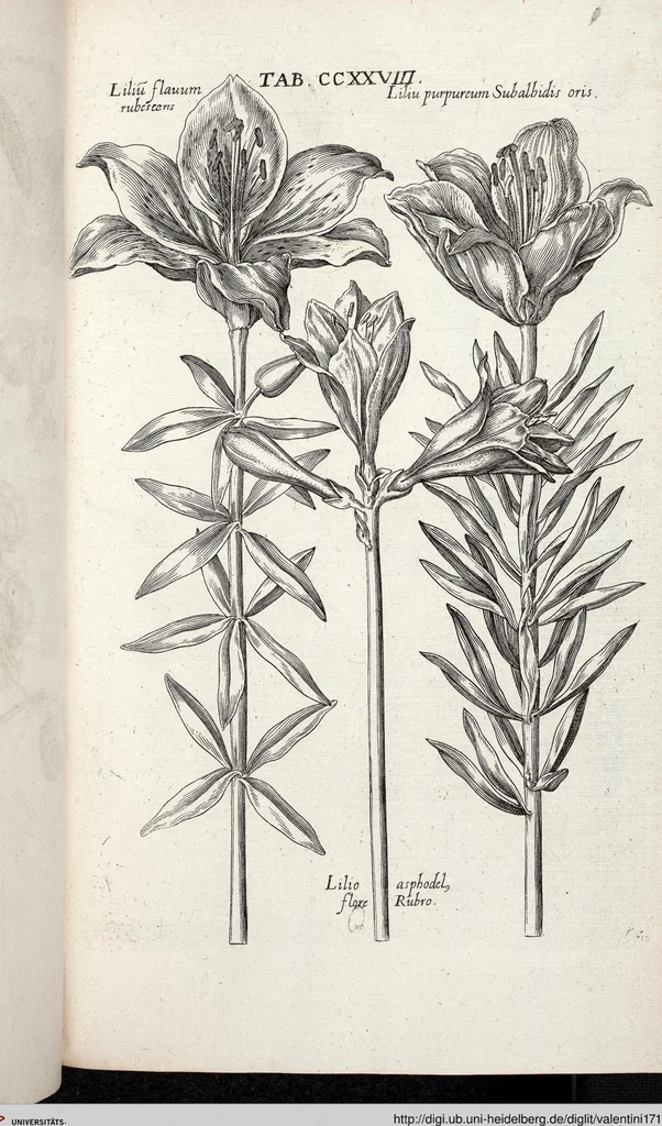 An illustration from Viridarium Reformatum, Seu Regnum Vegetabile, Das ist: Neu-eingerichtetes und Vollständiges Kräuter-Buch: Worinnen auff noch nicht geschehene Weise Derer Vegetabilien, als Kräutern, Sträuchen, Bäumen, Bluhmen und anderer Erd-Gewachsen Art, Krafft und Würckung dergestalt beschrieben werden, daß man dieses Werck statt einer Botanischen Bibliothec haben ... kan, 1719, leaf 865