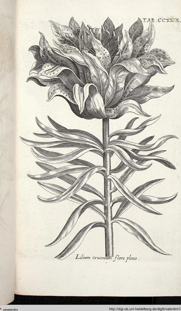 An illustration from Viridarium Reformatum, Seu Regnum Vegetabile, Das ist: Neu-eingerichtetes und Vollständiges Kräuter-Buch: Worinnen auff noch nicht geschehene Weise Derer Vegetabilien, als Kräutern, Sträuchen, Bäumen, Bluhmen und anderer Erd-Gewachsen Art, Krafft und Würckung dergestalt beschrieben werden, daß man dieses Werck statt einer Botanischen Bibliothec haben ... kan, 1719, leaf 866