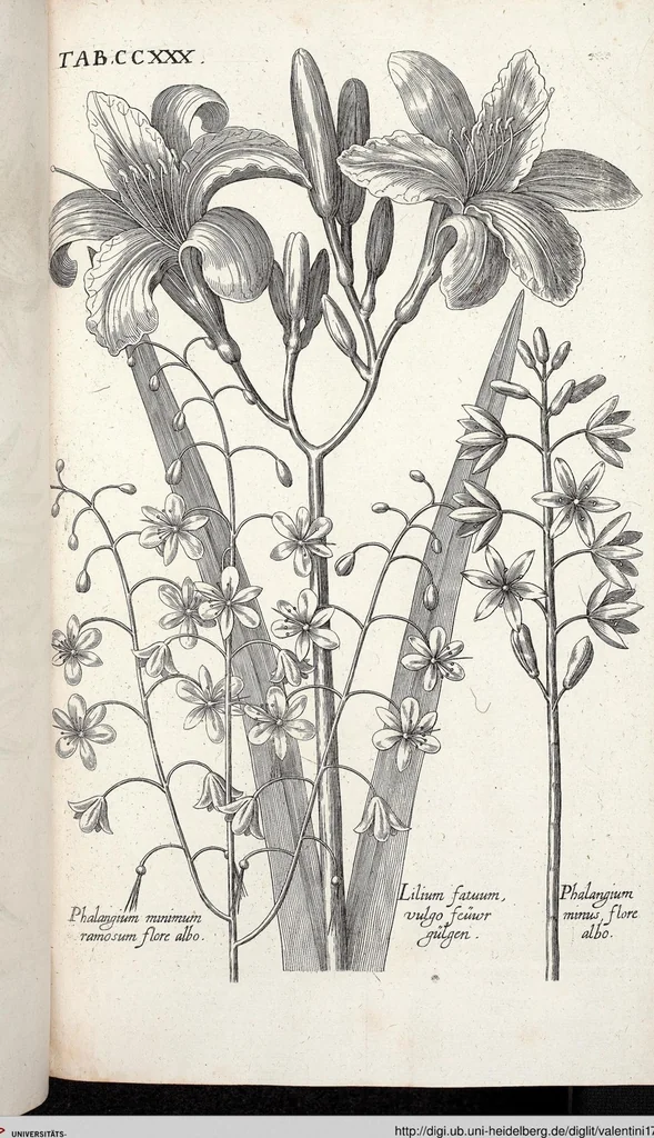 An illustration from Viridarium Reformatum, Seu Regnum Vegetabile, Das ist: Neu-eingerichtetes und Vollständiges Kräuter-Buch: Worinnen auff noch nicht geschehene Weise Derer Vegetabilien, als Kräutern, Sträuchen, Bäumen, Bluhmen und anderer Erd-Gewachsen Art, Krafft und Würckung dergestalt beschrieben werden, daß man dieses Werck statt einer Botanischen Bibliothec haben ... kan, 1719, leaf 867