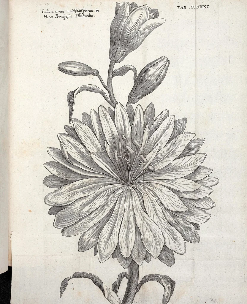 An illustration from Viridarium Reformatum, Seu Regnum Vegetabile, Das ist: Neu-eingerichtetes und Vollständiges Kräuter-Buch: Worinnen auff noch nicht geschehene Weise Derer Vegetabilien, als Kräutern, Sträuchen, Bäumen, Bluhmen und anderer Erd-Gewachsen Art, Krafft und Würckung dergestalt beschrieben werden, daß man dieses Werck statt einer Botanischen Bibliothec haben ... kan, 1719, leaf 868
