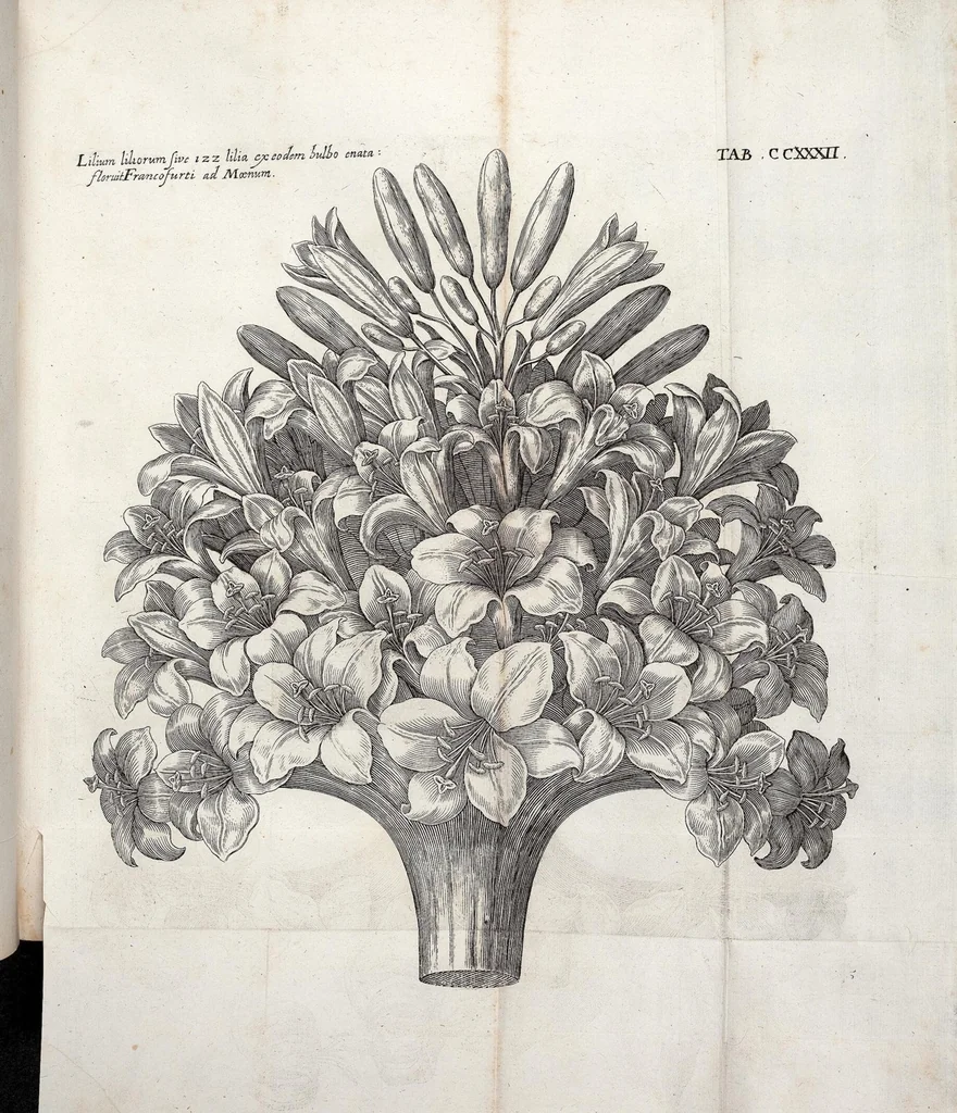 An illustration from Viridarium Reformatum, Seu Regnum Vegetabile, Das ist: Neu-eingerichtetes und Vollständiges Kräuter-Buch: Worinnen auff noch nicht geschehene Weise Derer Vegetabilien, als Kräutern, Sträuchen, Bäumen, Bluhmen und anderer Erd-Gewachsen Art, Krafft und Würckung dergestalt beschrieben werden, daß man dieses Werck statt einer Botanischen Bibliothec haben ... kan, 1719, leaf 869