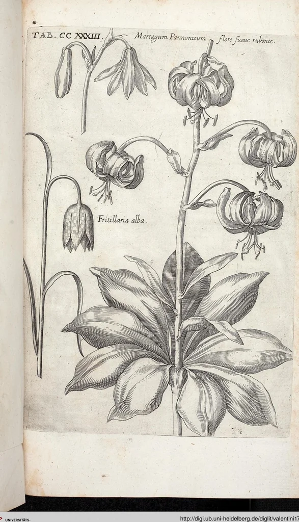 An illustration from Viridarium Reformatum, Seu Regnum Vegetabile, Das ist: Neu-eingerichtetes und Vollständiges Kräuter-Buch: Worinnen auff noch nicht geschehene Weise Derer Vegetabilien, als Kräutern, Sträuchen, Bäumen, Bluhmen und anderer Erd-Gewachsen Art, Krafft und Würckung dergestalt beschrieben werden, daß man dieses Werck statt einer Botanischen Bibliothec haben ... kan, 1719, leaf 870