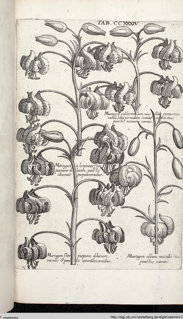 An illustration from Viridarium Reformatum, Seu Regnum Vegetabile, Das ist: Neu-eingerichtetes und Vollständiges Kräuter-Buch: Worinnen auff noch nicht geschehene Weise Derer Vegetabilien, als Kräutern, Sträuchen, Bäumen, Bluhmen und anderer Erd-Gewachsen Art, Krafft und Würckung dergestalt beschrieben werden, daß man dieses Werck statt einer Botanischen Bibliothec haben ... kan, 1719, leaf 871