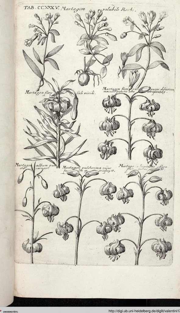 An illustration from Viridarium Reformatum, Seu Regnum Vegetabile, Das ist: Neu-eingerichtetes und Vollständiges Kräuter-Buch: Worinnen auff noch nicht geschehene Weise Derer Vegetabilien, als Kräutern, Sträuchen, Bäumen, Bluhmen und anderer Erd-Gewachsen Art, Krafft und Würckung dergestalt beschrieben werden, daß man dieses Werck statt einer Botanischen Bibliothec haben ... kan, 1719, leaf 872