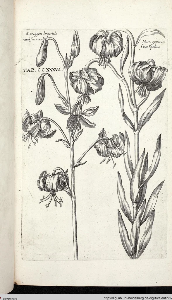 An illustration from Viridarium Reformatum, Seu Regnum Vegetabile, Das ist: Neu-eingerichtetes und Vollständiges Kräuter-Buch: Worinnen auff noch nicht geschehene Weise Derer Vegetabilien, als Kräutern, Sträuchen, Bäumen, Bluhmen und anderer Erd-Gewachsen Art, Krafft und Würckung dergestalt beschrieben werden, daß man dieses Werck statt einer Botanischen Bibliothec haben ... kan, 1719, leaf 873