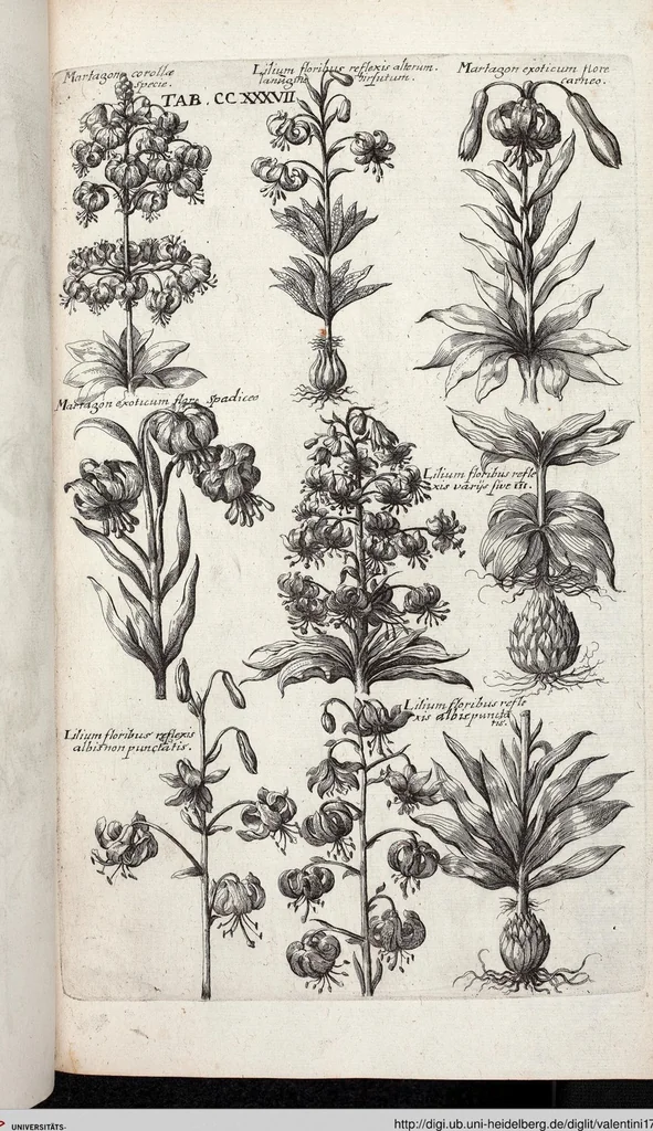 An illustration from Viridarium Reformatum, Seu Regnum Vegetabile, Das ist: Neu-eingerichtetes und Vollständiges Kräuter-Buch: Worinnen auff noch nicht geschehene Weise Derer Vegetabilien, als Kräutern, Sträuchen, Bäumen, Bluhmen und anderer Erd-Gewachsen Art, Krafft und Würckung dergestalt beschrieben werden, daß man dieses Werck statt einer Botanischen Bibliothec haben ... kan, 1719, leaf 874