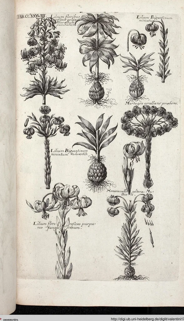 An illustration from Viridarium Reformatum, Seu Regnum Vegetabile, Das ist: Neu-eingerichtetes und Vollständiges Kräuter-Buch: Worinnen auff noch nicht geschehene Weise Derer Vegetabilien, als Kräutern, Sträuchen, Bäumen, Bluhmen und anderer Erd-Gewachsen Art, Krafft und Würckung dergestalt beschrieben werden, daß man dieses Werck statt einer Botanischen Bibliothec haben ... kan, 1719, leaf 875