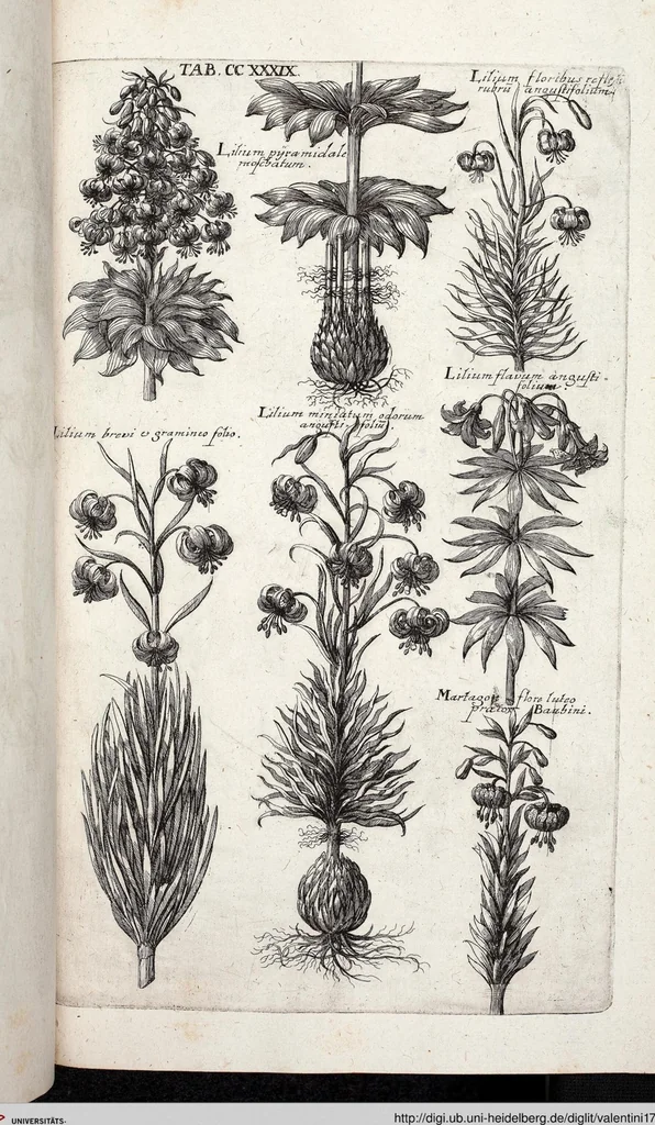 An illustration from Viridarium Reformatum, Seu Regnum Vegetabile, Das ist: Neu-eingerichtetes und Vollständiges Kräuter-Buch: Worinnen auff noch nicht geschehene Weise Derer Vegetabilien, als Kräutern, Sträuchen, Bäumen, Bluhmen und anderer Erd-Gewachsen Art, Krafft und Würckung dergestalt beschrieben werden, daß man dieses Werck statt einer Botanischen Bibliothec haben ... kan, 1719, leaf 876