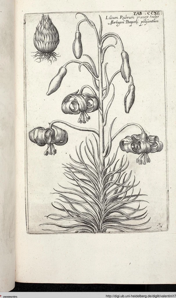 An illustration from Viridarium Reformatum, Seu Regnum Vegetabile, Das ist: Neu-eingerichtetes und Vollständiges Kräuter-Buch: Worinnen auff noch nicht geschehene Weise Derer Vegetabilien, als Kräutern, Sträuchen, Bäumen, Bluhmen und anderer Erd-Gewachsen Art, Krafft und Würckung dergestalt beschrieben werden, daß man dieses Werck statt einer Botanischen Bibliothec haben ... kan, 1719, leaf 877