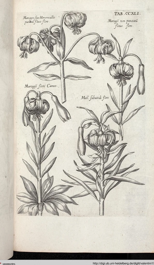 An illustration from Viridarium Reformatum, Seu Regnum Vegetabile, Das ist: Neu-eingerichtetes und Vollständiges Kräuter-Buch: Worinnen auff noch nicht geschehene Weise Derer Vegetabilien, als Kräutern, Sträuchen, Bäumen, Bluhmen und anderer Erd-Gewachsen Art, Krafft und Würckung dergestalt beschrieben werden, daß man dieses Werck statt einer Botanischen Bibliothec haben ... kan, 1719, leaf 878