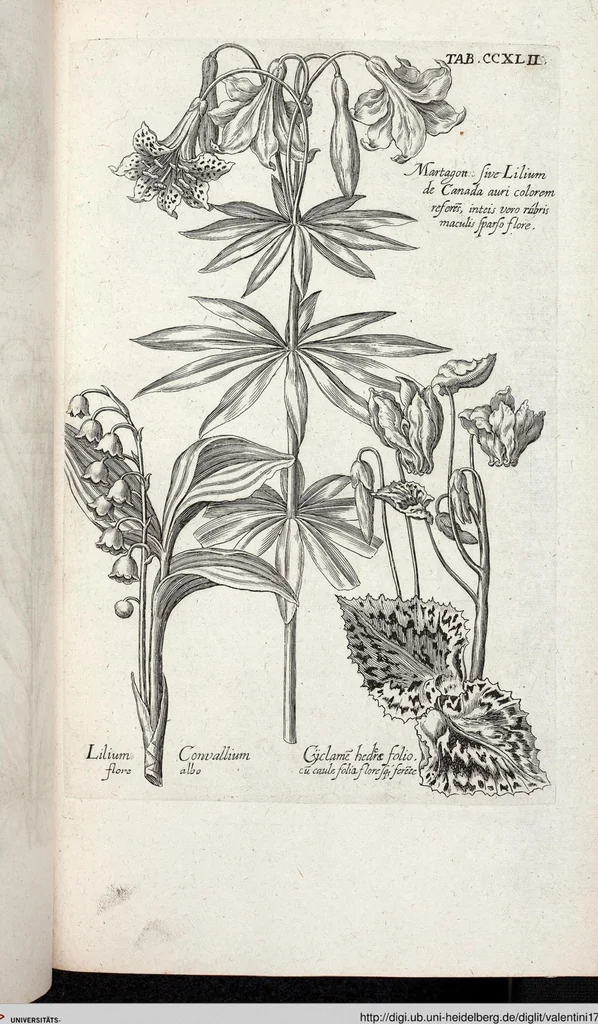 An illustration from Viridarium Reformatum, Seu Regnum Vegetabile, Das ist: Neu-eingerichtetes und Vollständiges Kräuter-Buch: Worinnen auff noch nicht geschehene Weise Derer Vegetabilien, als Kräutern, Sträuchen, Bäumen, Bluhmen und anderer Erd-Gewachsen Art, Krafft und Würckung dergestalt beschrieben werden, daß man dieses Werck statt einer Botanischen Bibliothec haben ... kan, 1719, leaf 879