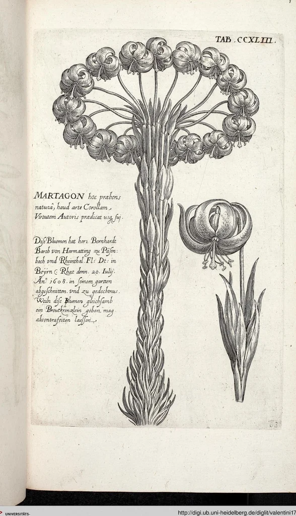 An illustration from Viridarium Reformatum, Seu Regnum Vegetabile, Das ist: Neu-eingerichtetes und Vollständiges Kräuter-Buch: Worinnen auff noch nicht geschehene Weise Derer Vegetabilien, als Kräutern, Sträuchen, Bäumen, Bluhmen und anderer Erd-Gewachsen Art, Krafft und Würckung dergestalt beschrieben werden, daß man dieses Werck statt einer Botanischen Bibliothec haben ... kan, 1719, leaf 880
