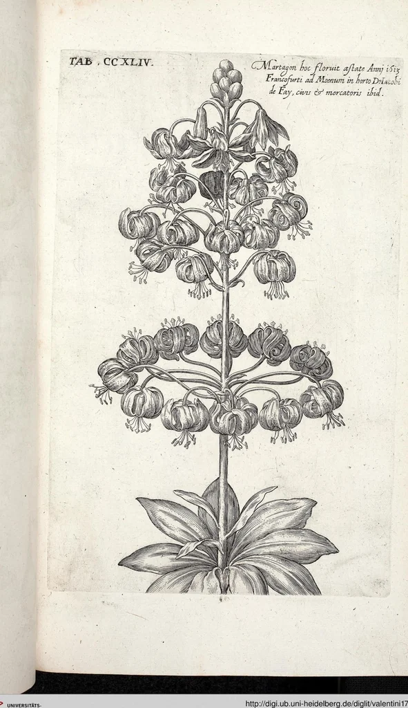 An illustration from Viridarium Reformatum, Seu Regnum Vegetabile, Das ist: Neu-eingerichtetes und Vollständiges Kräuter-Buch: Worinnen auff noch nicht geschehene Weise Derer Vegetabilien, als Kräutern, Sträuchen, Bäumen, Bluhmen und anderer Erd-Gewachsen Art, Krafft und Würckung dergestalt beschrieben werden, daß man dieses Werck statt einer Botanischen Bibliothec haben ... kan, 1719, leaf 881
