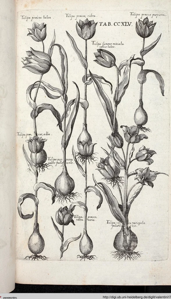 An illustration from Viridarium Reformatum, Seu Regnum Vegetabile, Das ist: Neu-eingerichtetes und Vollständiges Kräuter-Buch: Worinnen auff noch nicht geschehene Weise Derer Vegetabilien, als Kräutern, Sträuchen, Bäumen, Bluhmen und anderer Erd-Gewachsen Art, Krafft und Würckung dergestalt beschrieben werden, daß man dieses Werck statt einer Botanischen Bibliothec haben ... kan, 1719, leaf 882