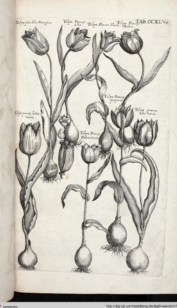 An illustration from Viridarium Reformatum, Seu Regnum Vegetabile, Das ist: Neu-eingerichtetes und Vollständiges Kräuter-Buch: Worinnen auff noch nicht geschehene Weise Derer Vegetabilien, als Kräutern, Sträuchen, Bäumen, Bluhmen und anderer Erd-Gewachsen Art, Krafft und Würckung dergestalt beschrieben werden, daß man dieses Werck statt einer Botanischen Bibliothec haben ... kan, 1719, leaf 883