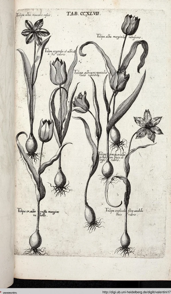 An illustration from Viridarium Reformatum, Seu Regnum Vegetabile, Das ist: Neu-eingerichtetes und Vollständiges Kräuter-Buch: Worinnen auff noch nicht geschehene Weise Derer Vegetabilien, als Kräutern, Sträuchen, Bäumen, Bluhmen und anderer Erd-Gewachsen Art, Krafft und Würckung dergestalt beschrieben werden, daß man dieses Werck statt einer Botanischen Bibliothec haben ... kan, 1719, leaf 884